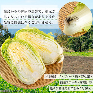 ≪期間限定≫村下さんちの白菜(約3kg×4個) 白菜 はくさい 野菜【曽於市観光協会】A987