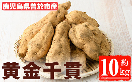 ＜先行予約受付中！2026年8月以降順次発送予定！＞鹿児島県 曽於市産 新物 黄金千貫 (10kg) 【瀬崎農園】 A606