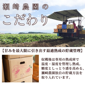 ＜先行予約受付中！2026年8月以降順次発送予定！＞鹿児島県 曽於市産 新物 黄金千貫 (10kg) 【瀬崎農園】 A606