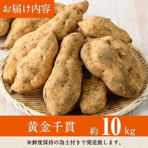 ＜先行予約受付中！2026年8月以降順次発送予定！＞鹿児島県 曽於市産 新物 黄金千貫 (10kg) 【瀬崎農園】 A606
