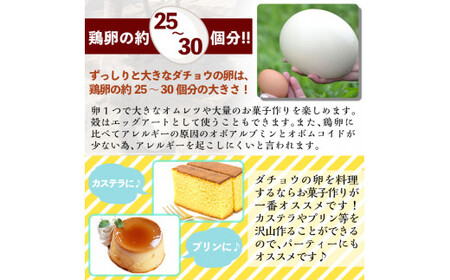 A3-002 国産！ダチョウのたまご(1個)鶏の卵の約30個分！プリン