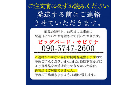 A3-002 国産！ダチョウのたまご(1個)鶏の卵の約30個分！プリン