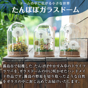 A0-256 たんぽぽガラスドーム・たんぽぽ一輪(1点)【かわいち国分】霧島市 インテリア たんぽぽ ガラスドーム 置き物 ドライフラワー ハンドメイド