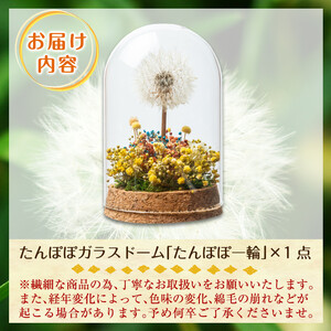 A0-256 たんぽぽガラスドーム・たんぽぽ一輪(1点)【かわいち国分】霧島市 インテリア たんぽぽ ガラスドーム 置き物 ドライフラワー ハンドメイド