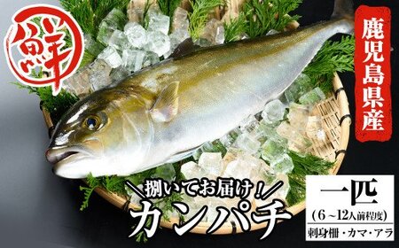 C 0 鹿児島県産カンパチ 1匹 6 12人前 国分活魚 鹿児島県霧島市 ふるさと納税サイト ふるなび