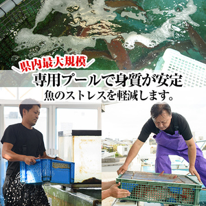 C 0 鹿児島県産カンパチ 1匹 6 12人前 国分活魚 鹿児島県霧島市 ふるさと納税サイト ふるなび