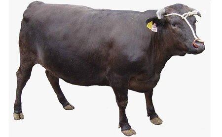 C-080 ＜数量限定！＞鹿児島県産黒毛和牛リブロース肉600g(A-5等級)【九面屋】