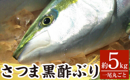 F0-009 さつま黒酢ぶり(下処理なし・一尾 約5kg)【かごジン】霧島市 国産 魚 鰤 ブリ ぶり 養殖 海鮮 刺身 煮物 冷蔵 