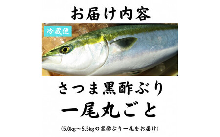 F0-009 さつま黒酢ぶり(下処理なし・一尾 約5kg)【かごジン】霧島市 国産 魚 鰤 ブリ ぶり 養殖 海鮮 刺身 煮物 冷蔵 