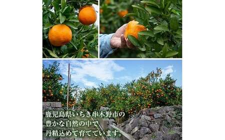 【先行予約・1月中旬頃から発送】JAさつま日置いちき串木野産無加温大将季 約5kg 不知火(デコポン)の枝変わり新品種! 果樹【A-2003H】