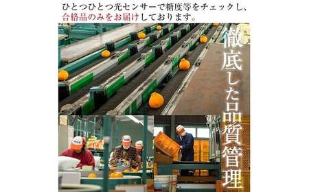 【先行予約・1月中旬頃から発送】JAさつま日置いちき串木野産無加温大将季 約5kg 不知火(デコポン)の枝変わり新品種! 果樹【A-2003H】