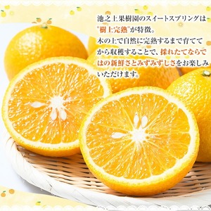 \希少/樹上完熟 スイートスプリング 10kg(M~2L)サイズ混合 満杯詰 ご家庭用 訳アリ 剝き方用紙付き!【A-1820H】