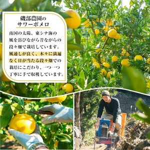 先行予約受付中<期間限定>磯部農園のサワーポメロ8kg箱バラ詰め(12玉~22玉)果樹【A-1846H】