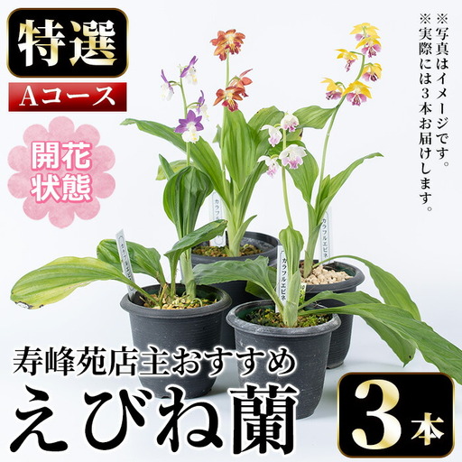 【個数限定】開花済 のものをお届け! 寿峰苑特選えびね蘭　店主おすすめ開花済Aコース（3本） 鹿児島 冠岳 で育った 蘭〈お届け時期:3月下旬から4月中旬まで〉【B-387H】