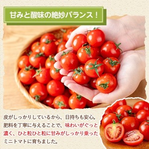 朝採れ ミニトマト4㎏！甘さと酸味の絶妙なバランス！鹿児島県産 トマト 新鮮 サラダ お弁当 ソース マリネ 【A-1934H】