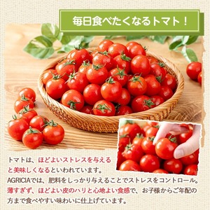 朝採れ ミニトマト4㎏！甘さと酸味の絶妙なバランス！鹿児島県産 トマト 新鮮 サラダ お弁当 ソース マリネ 【A-1934H】