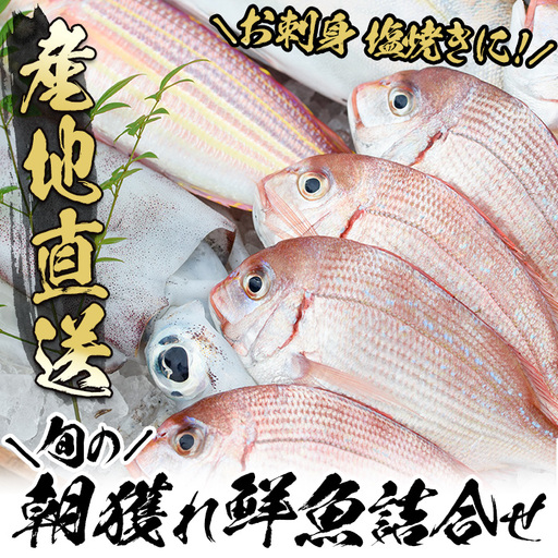 鮮魚詰合せ！ 朝どれの鮮魚を産地直送で！ 新鮮な海の幸(鮮魚)の詰合せ【A-1769H】