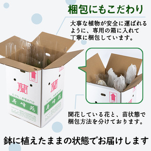 寿峰苑特選えびね蘭 店主おすすめAコース 春咲のえびね蘭です！【個数限定】【A-1542H】