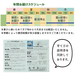 寿峰苑特選えびね蘭 店主おすすめAコース 春咲のえびね蘭です！【個数限定】【A-1542H】