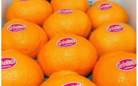 【11月下旬頃順次発送】鹿児島県産加温大将季(だいまさき)約3kg 不知火(デコポン)の枝変わり新品種! 果樹【A-1765H】