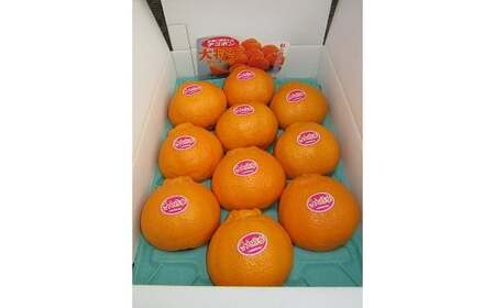 【11月下旬頃順次発送】鹿児島県産加温大将季(だいまさき)約3kg 不知火(デコポン)の枝変わり新品種! 果樹【A-1765H】