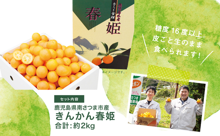 【2025年2月初旬発送開始】鹿児島県産ブランドきんかん「春姫」 約2kg 鹿児島県産 ブランド 金柑 果物 フルーツ 柑橘 常温 JA 南さつま市