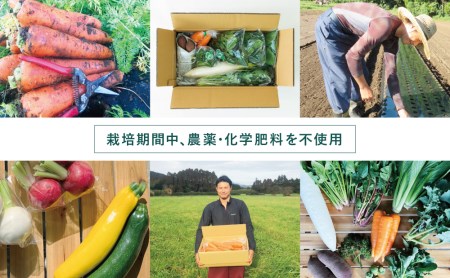 【鹿児島県南さつま市産】福元農園 旬のお野菜 おまかせセット 1箱（5～8品目）