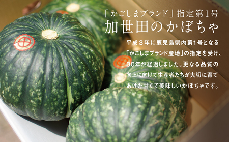 ◆12月出荷◆【かごしまブランド】加世田のかぼちゃ 4個 ［冬出荷］ 野菜 カボチャ 常温 鹿児島県産 JA 南さつま市