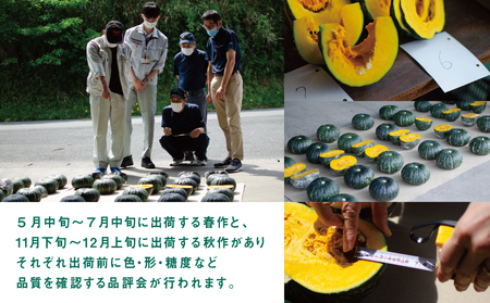 ◆12月出荷◆【かごしまブランド】加世田のかぼちゃ 4個 ［冬出荷］ 野菜 カボチャ 常温 鹿児島県産 JA 南さつま市