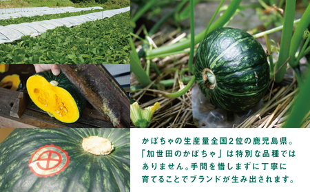 ◆12月出荷◆【かごしまブランド】加世田のかぼちゃ 4個 ［冬出荷］ 野菜 カボチャ 常温 鹿児島県産 JA 南さつま市