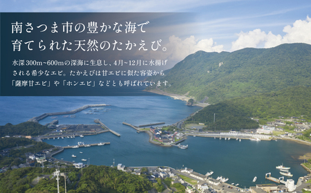 【数量限定】鹿児島県産 天然たかえび（生食用） 約1kg ［2Lサイズ］ 薩摩甘エビ ヒゲナガエビ 刺身 海鮮 海老 海鮮丼 塩焼き 冷凍 丸航丸 南さつま市 野間池