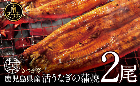 【鹿児島県産】活うなぎの蒲焼2尾  鰻 ウナギ うな重 うな丼 蒲焼 かば焼き 南さつま市