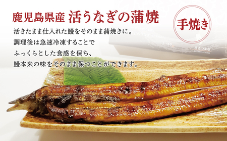 【鹿児島県産】活うなぎの蒲焼1尾 鰻 ウナギ 丑の日 グルメ うな重 うな丼 蒲焼 かば焼き お取り寄せ