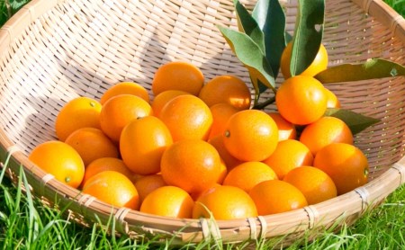 ◆先行受付◆ 2月～3月末発送【鹿児島県南さつま市産】完熟金柑 黄金丸 約1kg（3L～4L) 柑橘 きんかん 旬 フルーツ 果物 常温 南さつま市