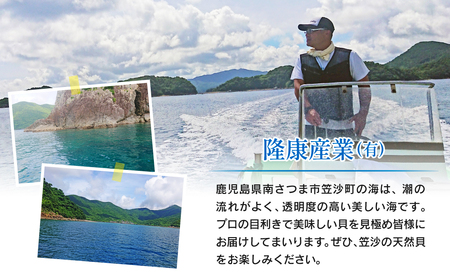 【素潜り漁師直送】【袋に入った冷凍のままでレンジ対応】【南さつま市 笠沙産 天然マミナ貝】シッタカ クボガイ 海産物 魚介類 鹿児島県 南さつま市 隆康産業