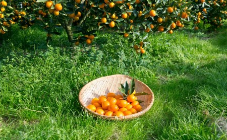 【鹿児島県南さつま市産】完熟金柑コンポート