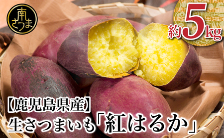 【2024年12月下旬発送】鹿児島県産生さつまいも 「紅はるか」約5kg さつまいも 焼き芋 さつま芋 甘藷 サツマイモ べにはるか スイーツ JA 南さつま市