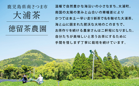 贈答用】鹿児島県産緑茶 大浦茶 一番茶 3本セット 計300g（100g×3