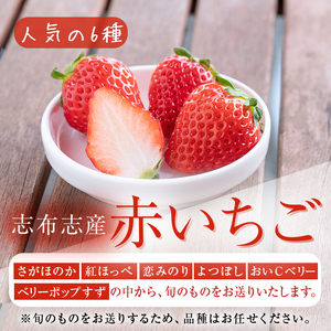〈先行予約受付中！〉鹿児島県産いちご！志布志発祥白いちご「淡雪」4Pと季節おまかせ赤いちご4Pセット(計2kg・約270g×8P) c0-015