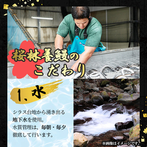 桜林養鰻のうなぎ蒲焼 計500g以上(100g以上×5尾) b7-016