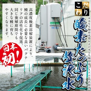 日ノ本一の鰻の蒲焼き＜大＞1尾(約190g以上) うなぎ 鰻 ウナギ 国産 鹿児島県産 九州産 蒲焼き 冷凍 うな重 ひつまぶし a3-202