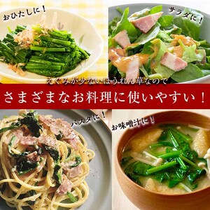 【数量限定・訳あり】志布志湾ほうれん草(計2kg 200g×10袋) サラダ おひたし お味噌汁 スムージー ほうれん草 ジュース ほうれんそう a2-081