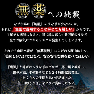 【無薬養鰻】 鹿児島産 山田のうなぎ ＜計480g以上＞（160g以上×3尾） うなぎ 鰻 ウナギ 無薬 養鰻 無投薬 3尾 国産 九州産 蒲焼き かばやき 冷凍 うな重 ひつまぶし タレ 山椒 ランキング 人気 a8-074