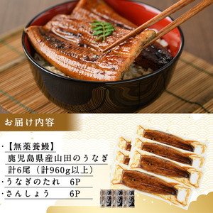 【無薬養鰻】 鹿児島産 山田のうなぎ ＜計960g以上＞ (160g以上×6尾) うなぎ 鰻 ウナギ 無薬 養鰻 無投薬 6尾 国産 九州産 蒲焼き かばやき 冷凍 うな重 ひつまぶし タレ 山椒 c6-079