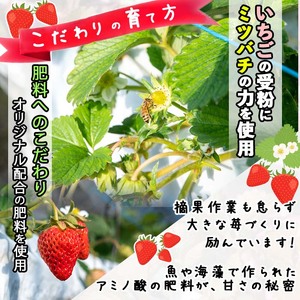 【訳あり・数量限定】品種は生産者にお任せ！鹿児島県産冷凍いちご(750g×2P 計1.5kg)&nbsp;いちご イチゴ 苺 ジャム スムージー 冷凍 小分け 紅ほっぺ さがほのか 真空 a0-326