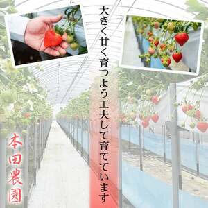 【数量限定】鹿児島県産朝採れイチゴ「恋みのり」約540g(約270g×2パック) p7-048