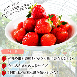 【数量限定】鹿児島県産朝採れイチゴ「恋みのり」約540g(約270g×2パック) p7-048