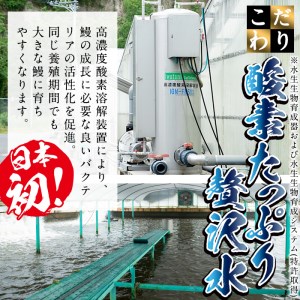 日ノ本一の鰻の蒲焼き＜特大＞3尾セット(計705g以上) うなぎ 鰻 ウナギ 国産 鹿児島県産 九州産 蒲焼き 冷凍 うな重 ひつまぶし c2-009