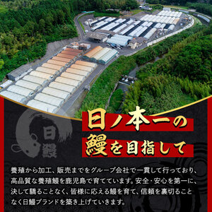 日ノ本一の鰻の蒲焼き＜大＞3尾セット(計570g以上) うなぎ 鰻 ウナギ 国産 鹿児島県産 九州産 蒲焼き 冷凍 うな重 ひつまぶし b7-029
