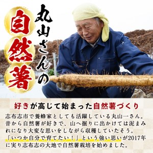 大地の宝！志布志産自然薯 1kg以上(1～2本入り) a1-108